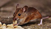 24 Hour & Emergency Exterminators in Fredericksbg, VA
